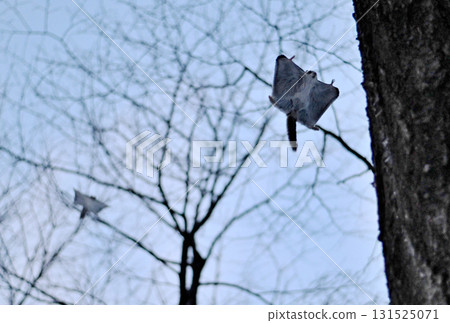 Two Siberian flying squirrels chase each other through the trees after sunset in a winter park in Hokkaido Two Siberian flying squirrels chase each other through the trees after sunset in a winter park in Hokkaido 131525071