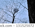A Siberian flying squirrel flies through the trees after sunset in a winter park in Hokkaido 131525072