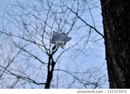 A Siberian flying squirrel flies through the trees after sunset in a winter park in Hokkaido 131525072