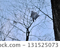 Two Siberian flying squirrels chase each other through the trees after sunset in a winter park in Hokkaido 131525073