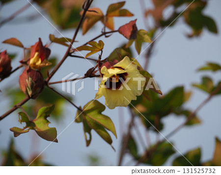 Yellow cotton flower Yellow cotton flower 131525732