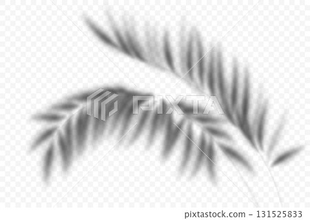Coconut palm leaves overlay on transparent background. Summer shade of exotic plants. Vector tropical branch silhouette. Realistic blurred foliage illustration. Botanical sunlight reflection. 131525833