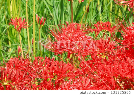 Cluster amaryllis blooming on the riverbank in autumn 131525895