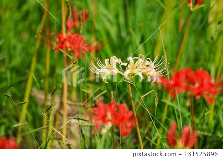 Cluster amaryllis blooming on the riverbank in autumn Cluster amaryllis blooming on the riverbank in autumn 131525896