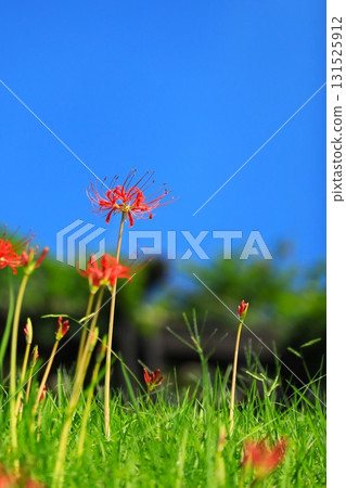 Cluster amaryllis blooming on the riverbank in autumn Cluster amaryllis blooming on the riverbank in autumn 131525912