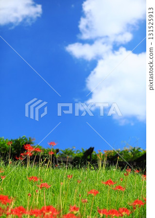 Cluster amaryllis blooming on the riverbank in autumn 131525913