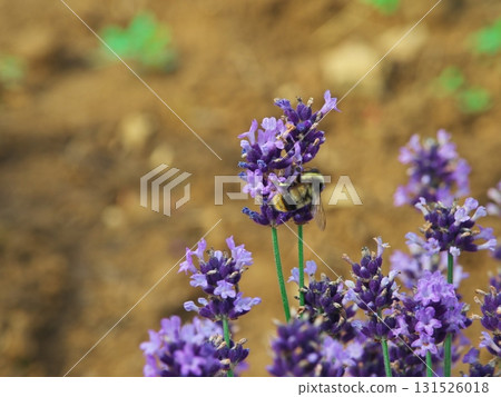 夏季，北海道南富良野金山湖薰衣草園裡的蜜蜂 131526018
