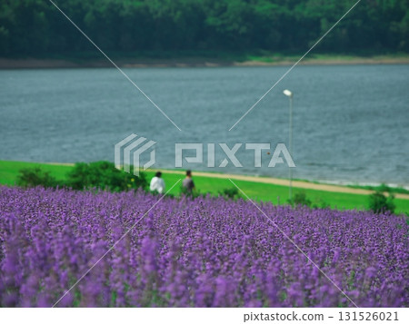 Summer in Minamifurano, Hokkaido, Lake Kanayama Lavender Garden Summer in Minamifurano, Hokkaido, Lake Kanayama Lavender Garden 131526021