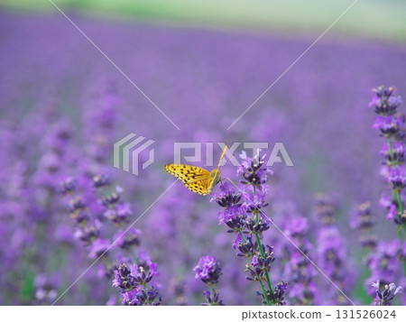 日本北海道南富良野市的夏天。 131526024