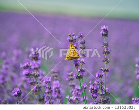 日本北海道南富良野市的夏天。 131526025