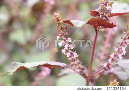 紅紫蘇花的照片 紅紫蘇花的照片 131526164