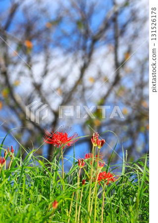 Cluster amaryllis blooming on the riverbank in autumn 131526178