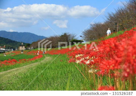 Cluster amaryllis blooming on the riverbank in autumn Cluster amaryllis blooming on the riverbank in autumn 131526187