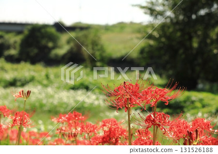 Cluster amaryllis blooming on the riverbank in autumn Cluster amaryllis blooming on the riverbank in autumn 131526188
