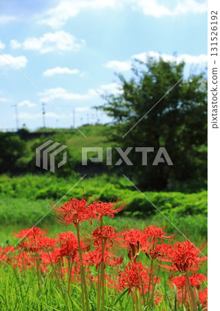 Cluster amaryllis blooming on the riverbank in autumn Cluster amaryllis blooming on the riverbank in autumn 131526192