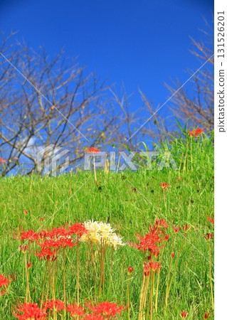 Cluster amaryllis blooming on the riverbank in autumn Cluster amaryllis blooming on the riverbank in autumn 131526201