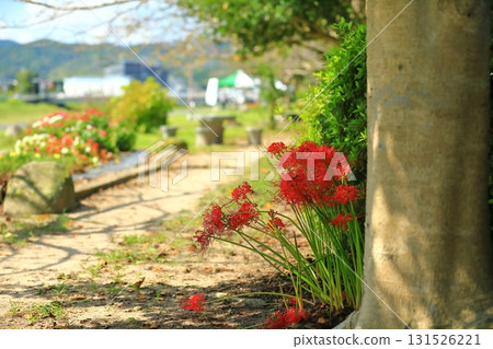 Cluster amaryllis blooming on the riverbank in autumn Cluster amaryllis blooming on the riverbank in autumn 131526221