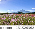 Cosmos and Mt. Fuji 131526362