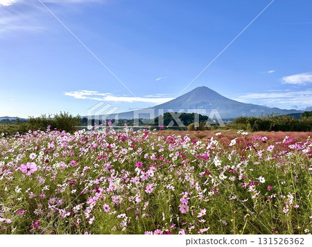 Cosmos and Mt. Fuji Cosmos and Mt. Fuji 131526362