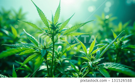 Close up of cultivated cannabis plants 131526588