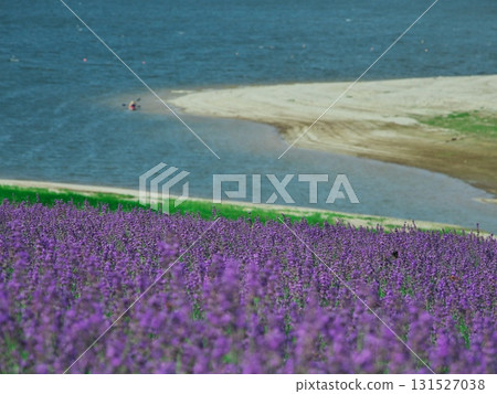 Summer in Minamifurano, Hokkaido: Lake Kanayama Lavender Garden and Lakeside 131527038