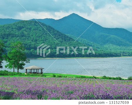 Summer in Minamifurano, Hokkaido, Lake Kanayama, Lavender Garden gazebo 131527039