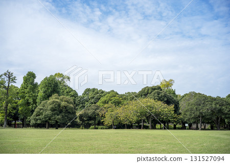 草坪廣場廣場草坪樹木公園圖像 草坪廣場廣場草坪樹木公園圖像 131527094