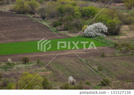 Vibrant green field in Ternopil Oblast, Ukraina, surrounded by blooming trees and brown farmland in spring season Vibrant green field in Ternopil Oblast, Ukraina, surrounded by blooming trees and brown farmland in spring season 131527130