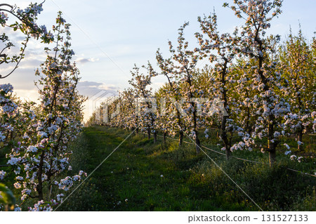 apple trees in the spring in the orchard, young apple trees on a plantation in the countryside 131527133