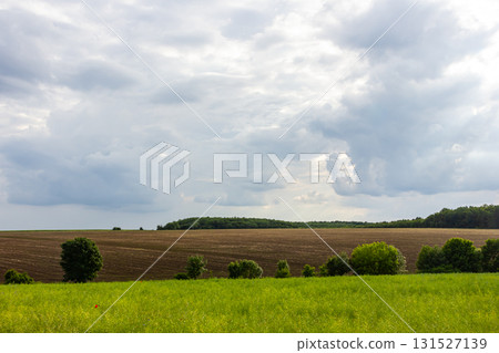 Vast green field under dramatic clouds in a rural landscape with trees at the horizon during late afternoon Vast green field under dramatic clouds in a rural landscape with trees at the horizon during late afternoon 131527139