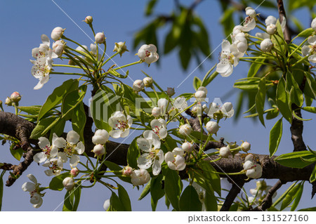 Branch of blooming pear tree . White flowers on a pear tree. Spring background Branch of blooming pear tree . White flowers on a pear tree. Spring background 131527160