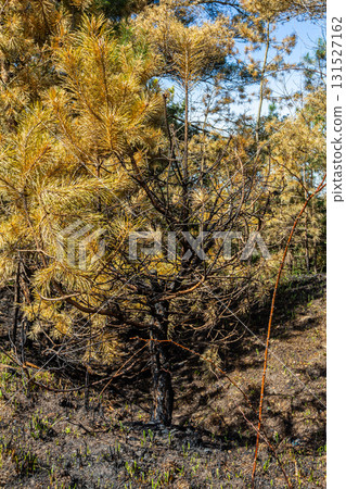 Forest recovery after wildfire shows blackened trunks alongside regrowth of yellowed and green vegetation in a charred landscape Forest recovery after wildfire shows blackened trunks alongside regrowth of yellowed and green vegetation in a charred landscape 131527162