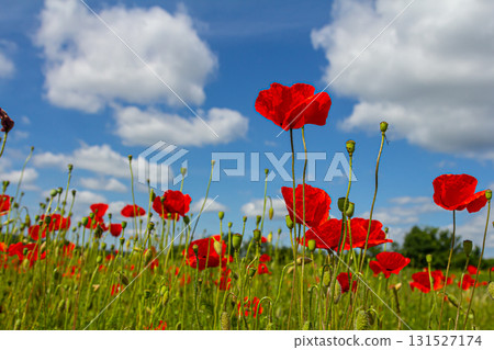 Papaver rhoeas or common poppy, red poppy is an annual herbaceous flowering plant in the poppy family, Papaveraceae, with red petals Papaver rhoeas or common poppy, red poppy is an annual herbaceous flowering plant in the poppy family, Papaveraceae, with red petals 131527174