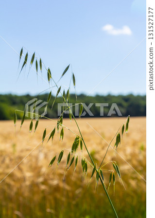 Fatua oatmeal. Stem, leaf and hanging ears of wild oats. Grasses 131527177