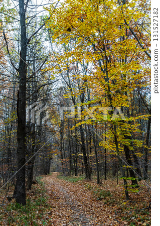 Autumn trail winding through a forest with vibrant yellow leaves against a cloudy sky Autumn trail winding through a forest with vibrant yellow leaves against a cloudy sky 131527182