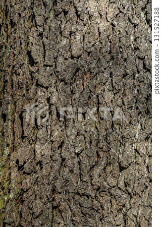 Detailed texture of a tree trunk showing patterns and grooves in natural lighting highlighting the roughness and complexity of the bark Detailed texture of a tree trunk showing patterns and grooves in natural lighting highlighting the roughness and complexity of the bark 131527188