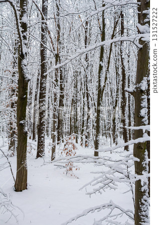 Temperate, deciduous forest with snow covered hornbeam Carpinus betulus trees Temperate, deciduous forest with snow covered hornbeam Carpinus betulus trees 131527222