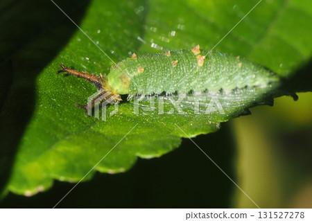 Larva of the red beetle 131527278