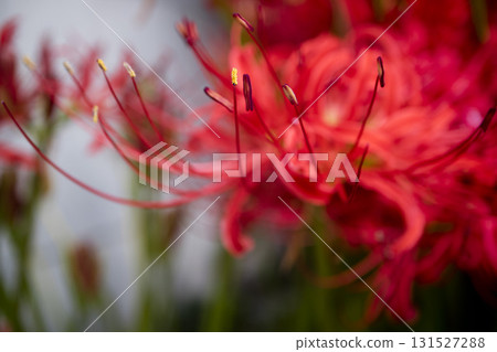 紅甲蟲 紅甲蟲 131527288