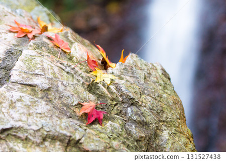 Fallen leaves  131527438