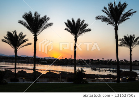 Sunset Between Palm Trees at Marsa Alam Resort 131527502