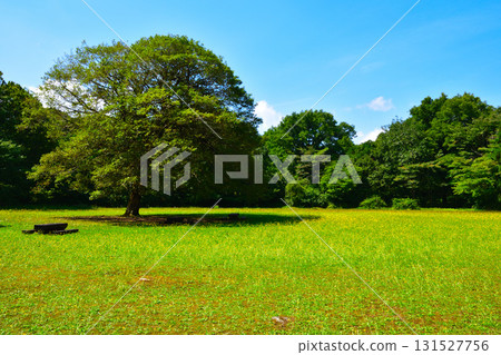 有大樹的公園 131527756