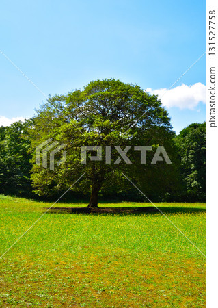 A park with big trees A park with big trees 131527758