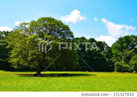 A park with big trees 131527810