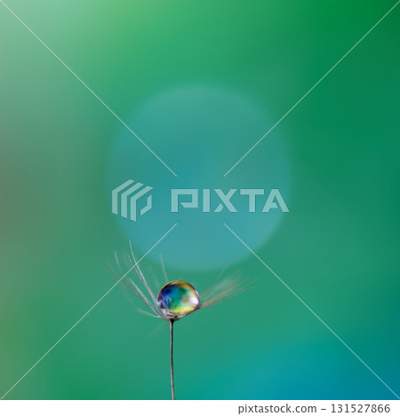 The dandelion fluff with water droplets and the bokeh are fantastical and beautiful. The dandelion fluff with water droplets and the bokeh are fantastical and beautiful. 131527866