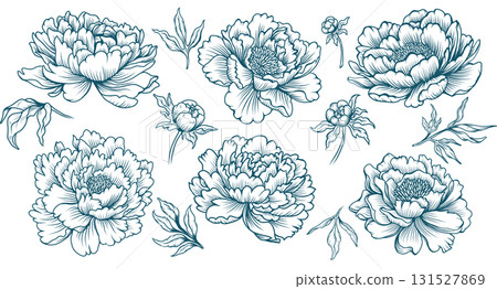 Collection of Peony Flowers Line art Illustrations in Vintage Botanical Style Collection of Peony Flowers Line art Illustrations in Vintage Botanical Style 131527869
