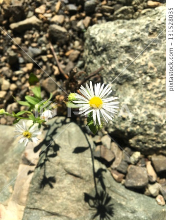 White daisy flower blooming among rocks 131528035