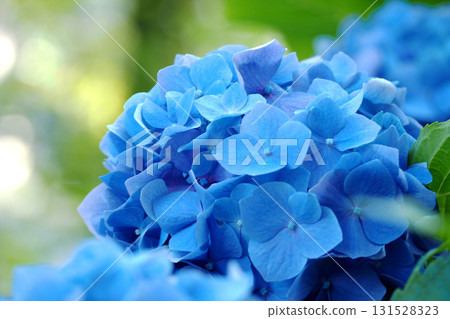Blue hydrangea Blue hydrangea 131528323
