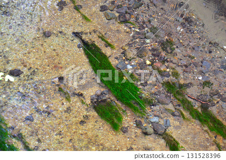 Black birch moss 131528396