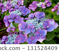 紫色裝飾花 131528409